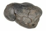 Shark Coprolite (Fossil Shark Poop) - South Carolina #204278-1